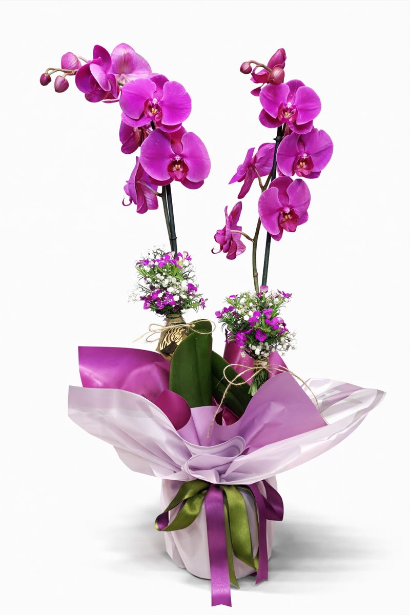 Mor Orkide Beylikdüzü aynı gün teslim mor orkide phalaenopsis saksı çiçeği