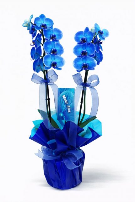 Beylikdüzü aynı gün teslim mavi orkide phalaenopsis saksı çiçeği