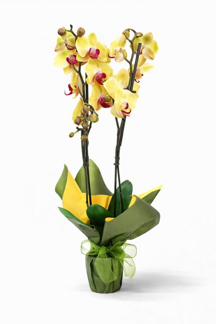 Beylikdüzü aynı gün teslim sarı orkide saksı çiçeği