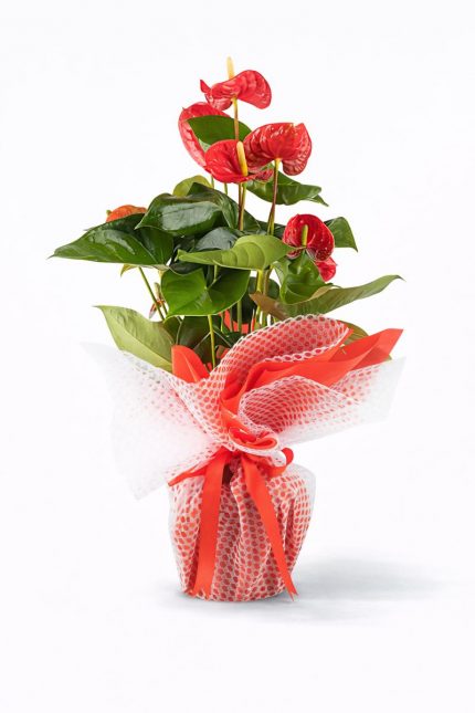 Beylikdüzü aynı gün teslim kırmızı antoryum saksı çiçeği anthurium