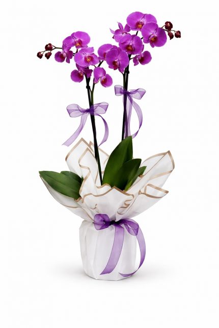 mor çift dallı phalaenopsis orkide saksı çiçeği
