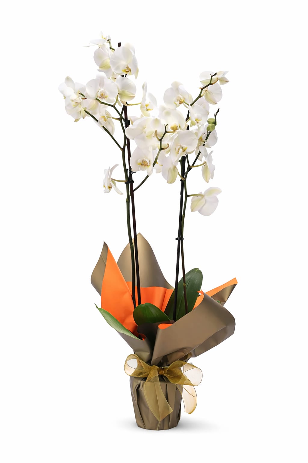 Çift Dallı Beyaz Orkide Beylikdüzü aynı gün teslim çift dallı beyaz orkide phalaenopsis saksı çiçeği