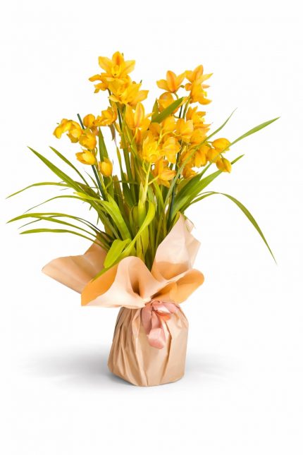 Beylikdüzü aynı gün teslim sarı cymbidium orkide saksı çiçeği