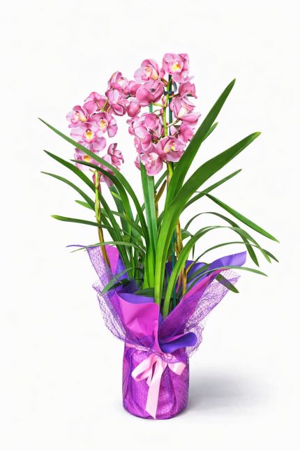 Beylikdüzü aynı gün teslim pembe cymbidium orkide saksı çiçeği