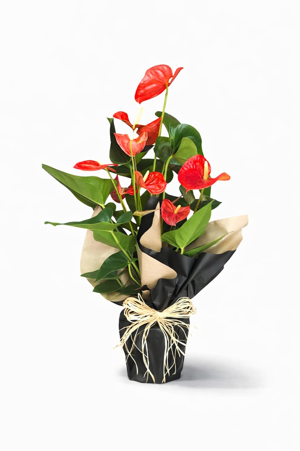 Orta Boy Antoryum Beylikdüzü aynı gün teslim orta boy antoryum