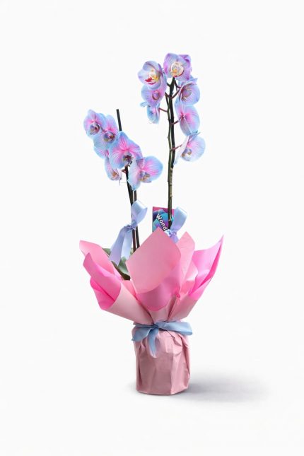 Beylikdüzü aynı gün teslim pastel tonlu orkide saksı çiçeği