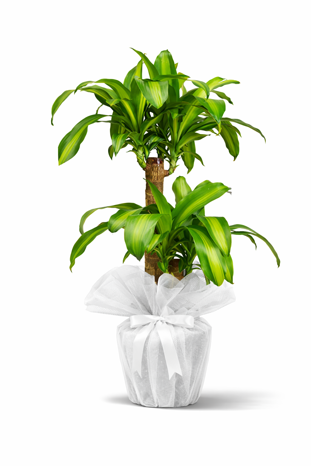 Massengena (Dracaena) Salon Bitkisi Massengena dracaena salon bitkisi büyük boy saksılı bitki