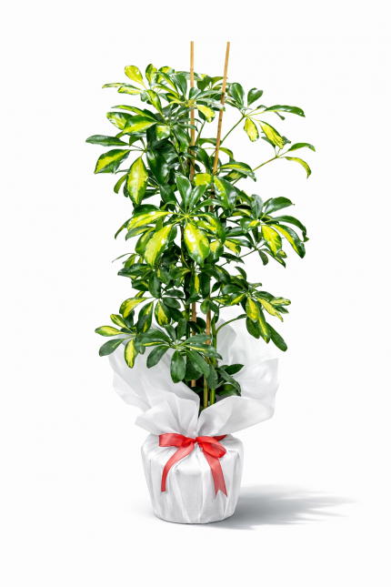 Schefflera salon bitkisi büyük yapraklı saksı bitkisi