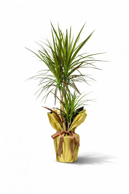Dracena Marginata salon bitkisi dekoratif saksı