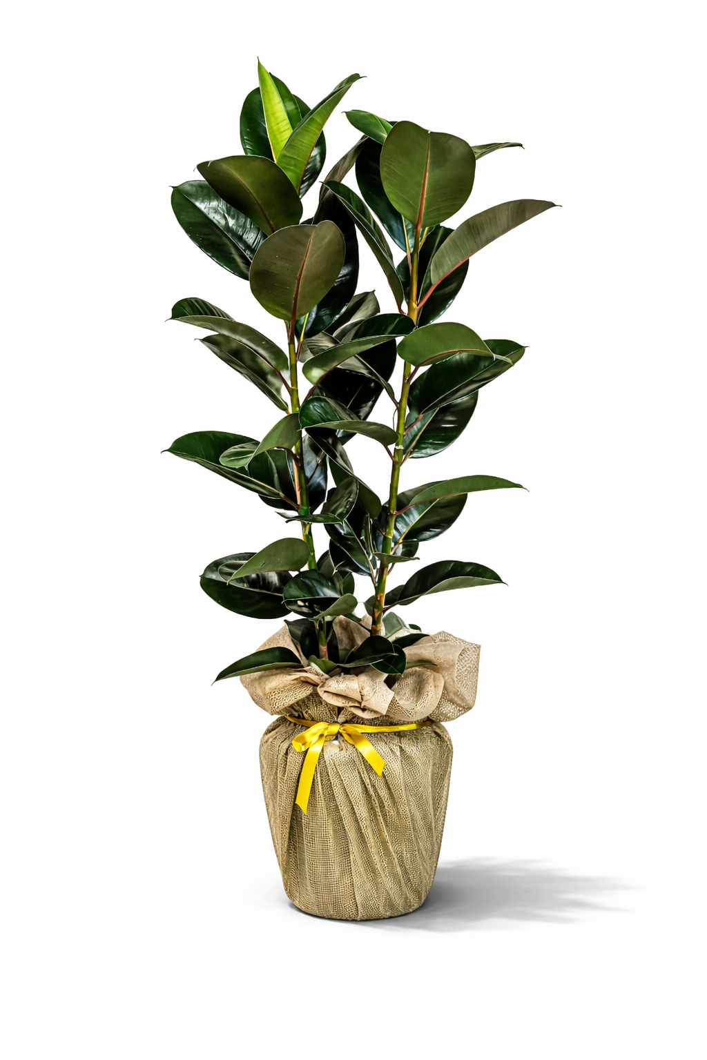 İkili Kauçuk Bitkisi İkili kauçuk bitkisi doğal saksı ambalajlı salon bitkisi