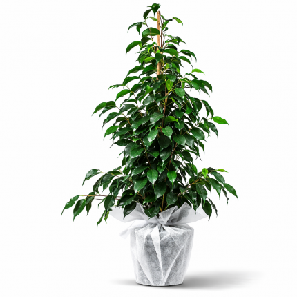 1.40 metre benjamin bitkisi saksıda büyük salon bitkisi