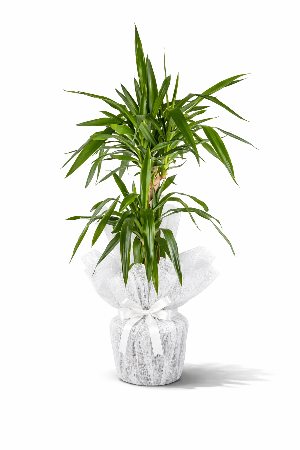 İkili Yuka XL Salon Bitkisi İkili Yuka XL büyük boy salon bitkisi