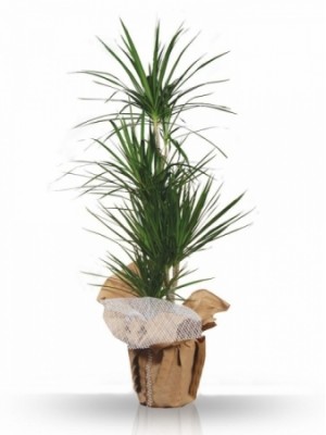 Üçlü Marginata dekoratif saksı bitkisi