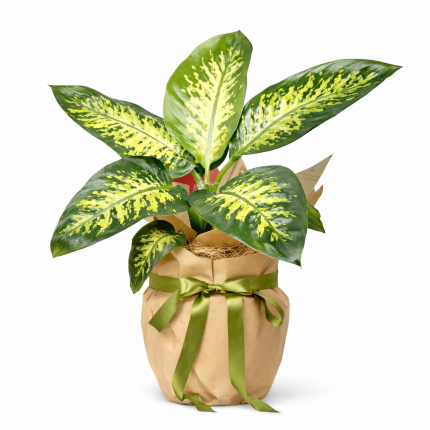 Difenbahya yeşil alacalı yapraklı saksı bitkisi