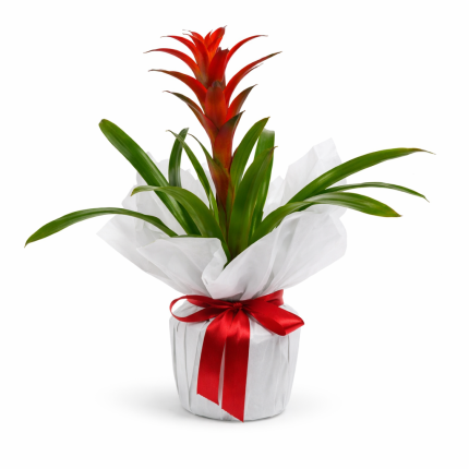 Guzmania kırmızı çiçekli saksı bitkisi